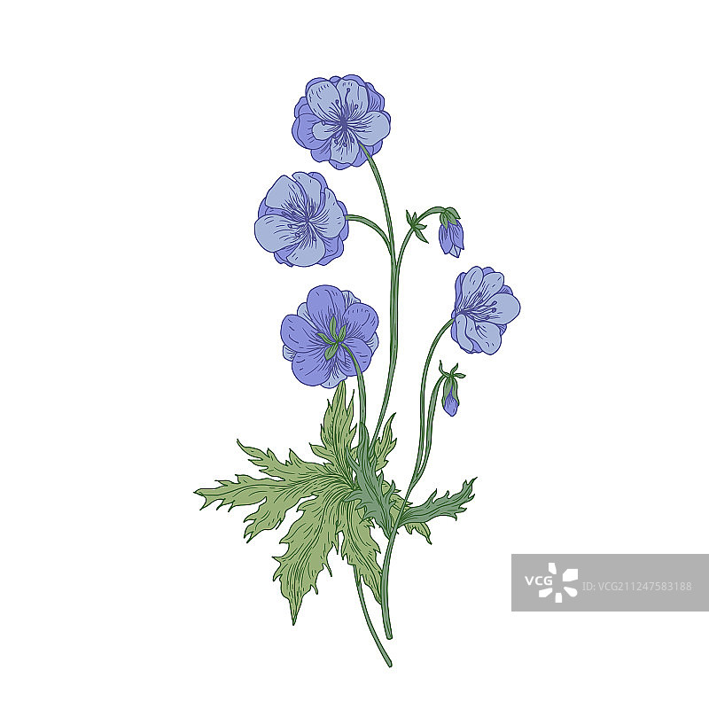 孤立的草地老鹳草或香叶草图片素材