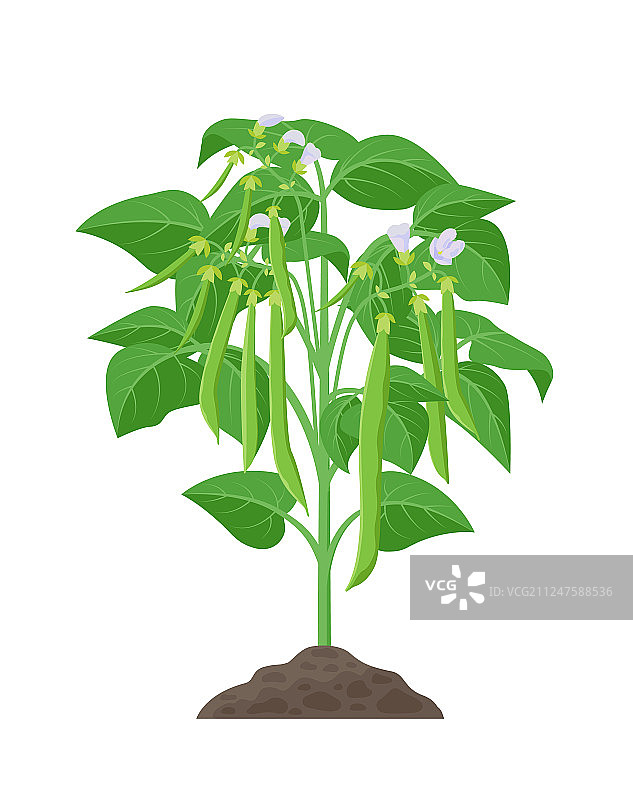 豆类成熟植物库存图片素材
