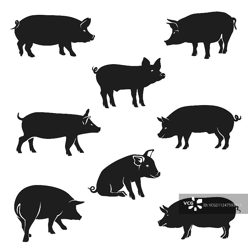 黑色猪群剪影图片素材