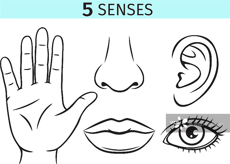 人类的五种感官图片素材