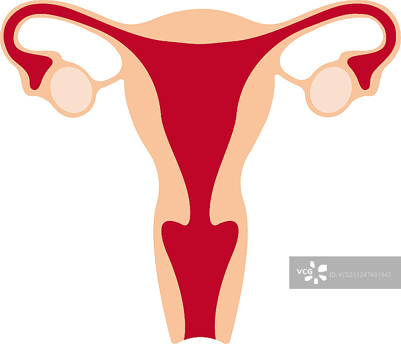 女性生殖系统解剖图图片素材