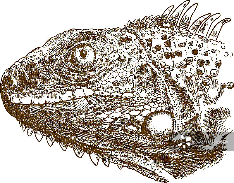 雕刻鬣蜥头部图案图片素材