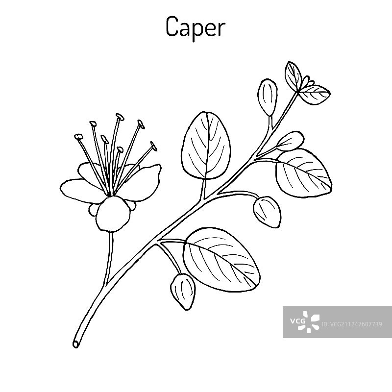 带花和花蕾的刺山柑图片素材