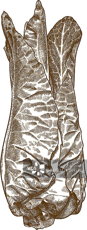 雕刻尖头卷心菜图片素材