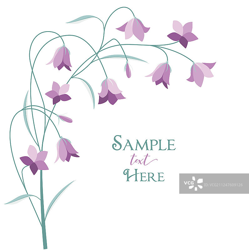 夏季花卉风铃草图片素材