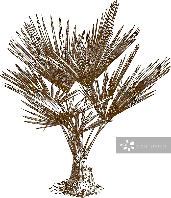 华盛顿棕榈树雕刻图案图片素材