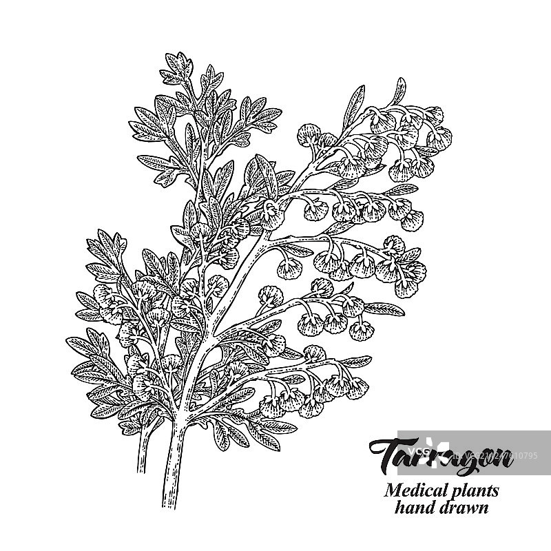 手绘龙蒿或苦艾草图片素材