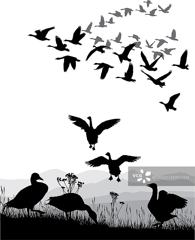 迁徙的鹅群图片素材