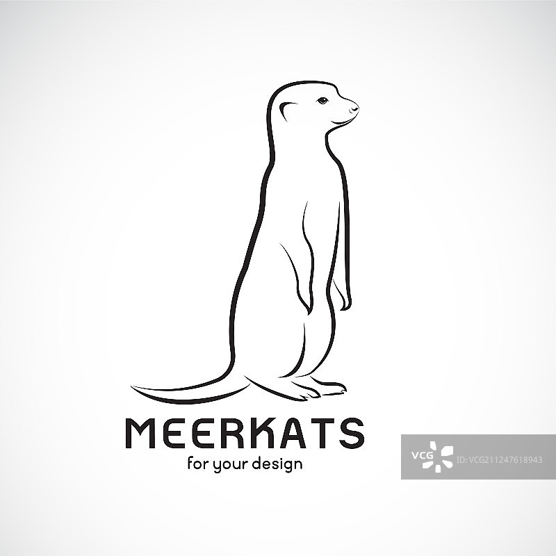 白色背景上的猫鼬设计图片素材