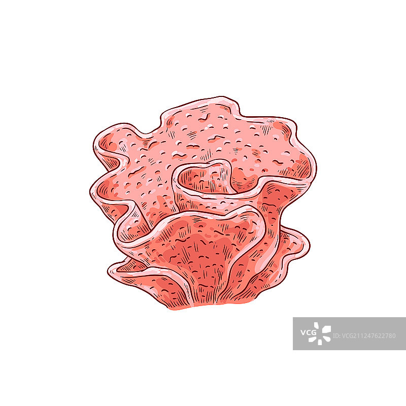 红色珊瑚水生植物速写图标图片素材