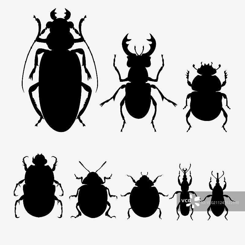 甲壳虫套装图片素材