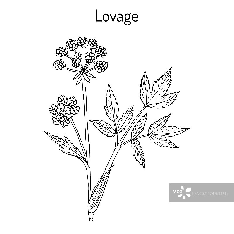 独活草，药用植物图片素材