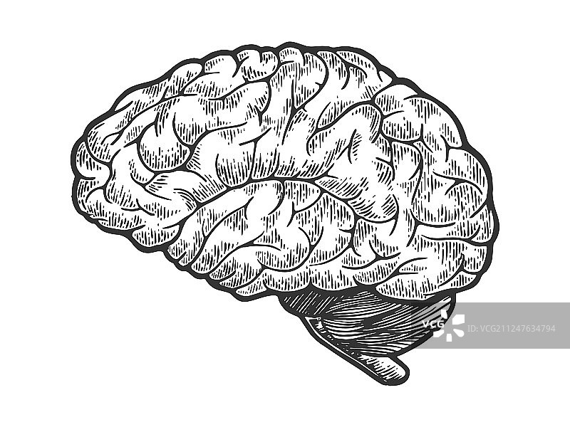 人脑素描雕刻图片素材