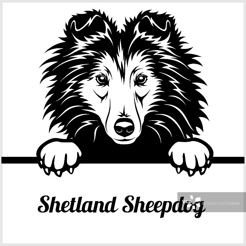 设得兰群岛牧羊犬面部特写图片素材