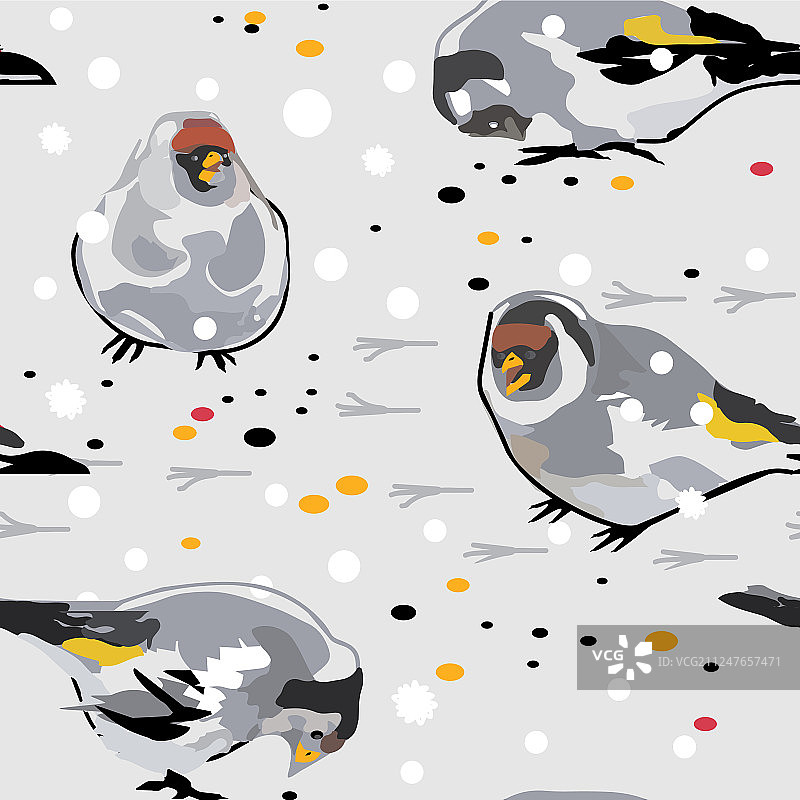 雪地上的金翅雀图片素材