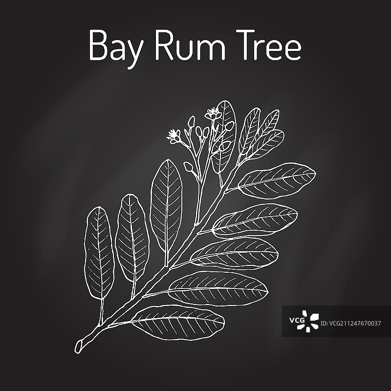 月桂朗姆酒的月桂树药用植物图片素材