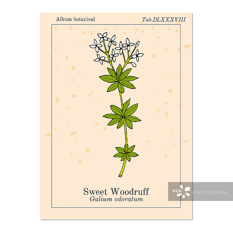 香甜的香叶车叶草药用植物图片素材