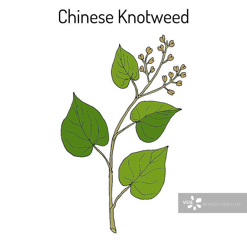 何首乌图片素材