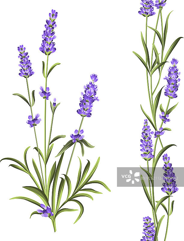 普罗旺斯薰衣草花卉系列图片素材
