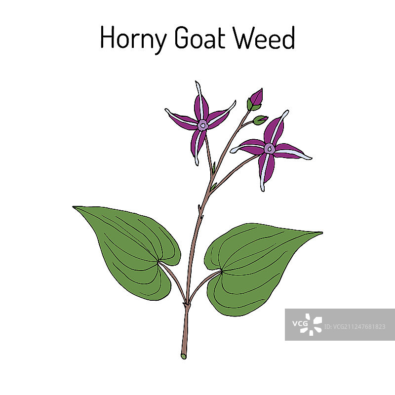 淫羊藿药材图片素材