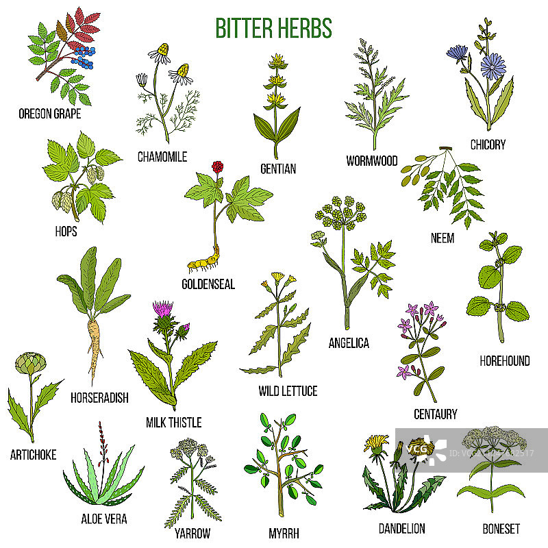 苦味草药合集图片素材