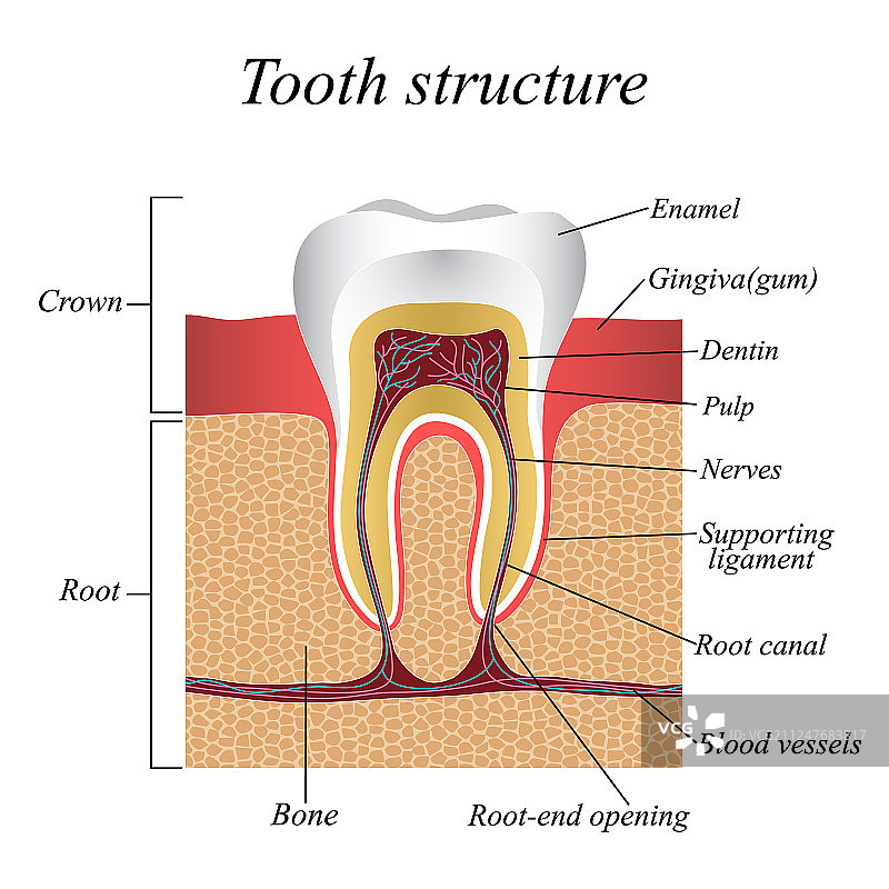 牙齿结构训练医疗解剖图片素材