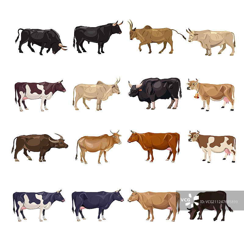 牛繁殖系列图片素材