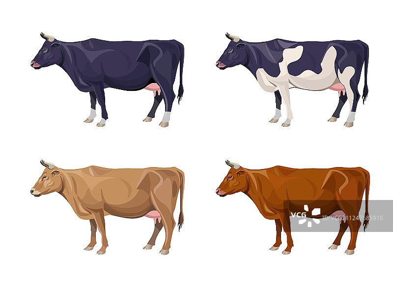 不同颜色的奶牛合集图片素材