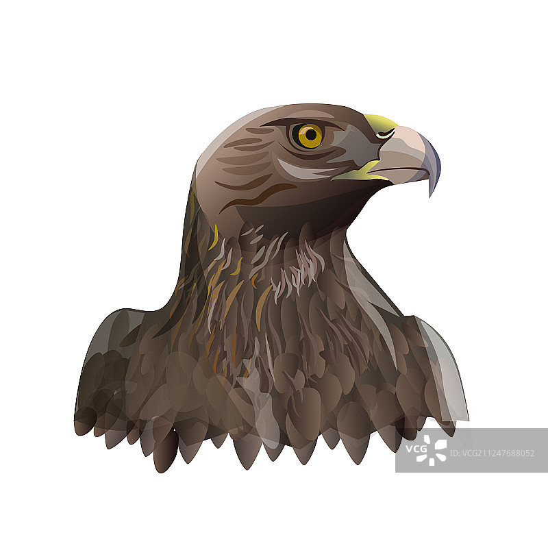 金雕头部画像图片素材