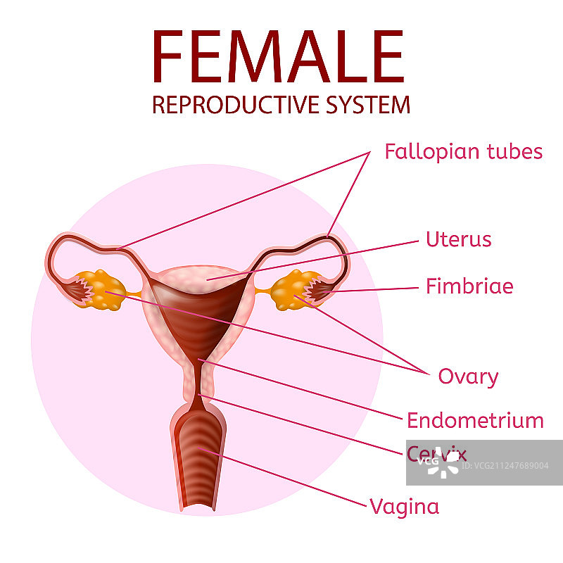 女性生殖系统人体解剖banner图片素材