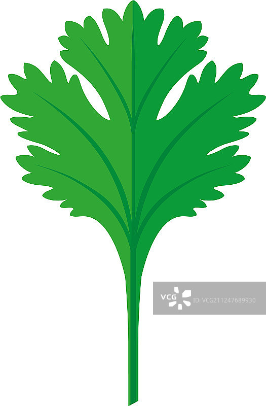 香菜叶图片素材