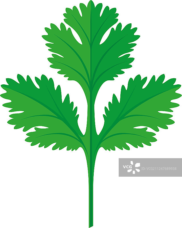香菜叶图片素材
