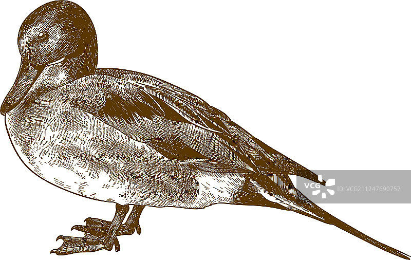 针尾鸭雕刻绘画图片素材