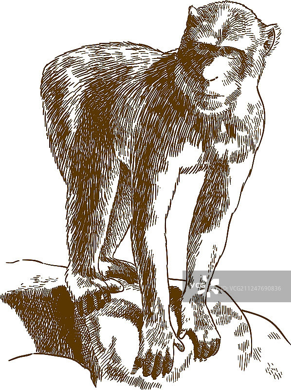 巴巴里猕猴雕刻绘画图片素材