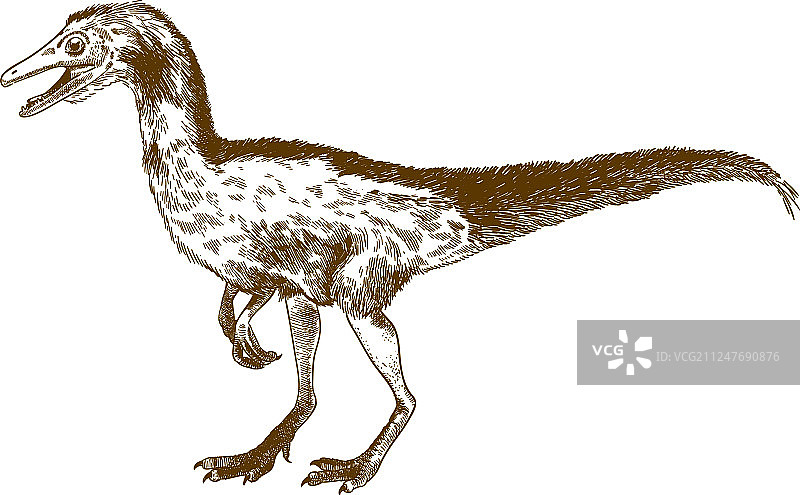 长脚 Compsognathus 雕刻图片素材
