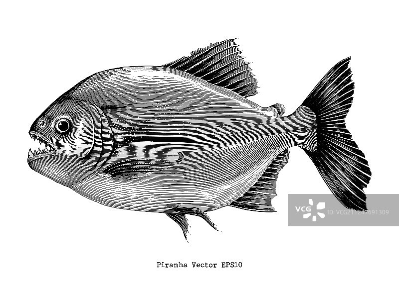 食人鱼手绘复古雕刻图片素材