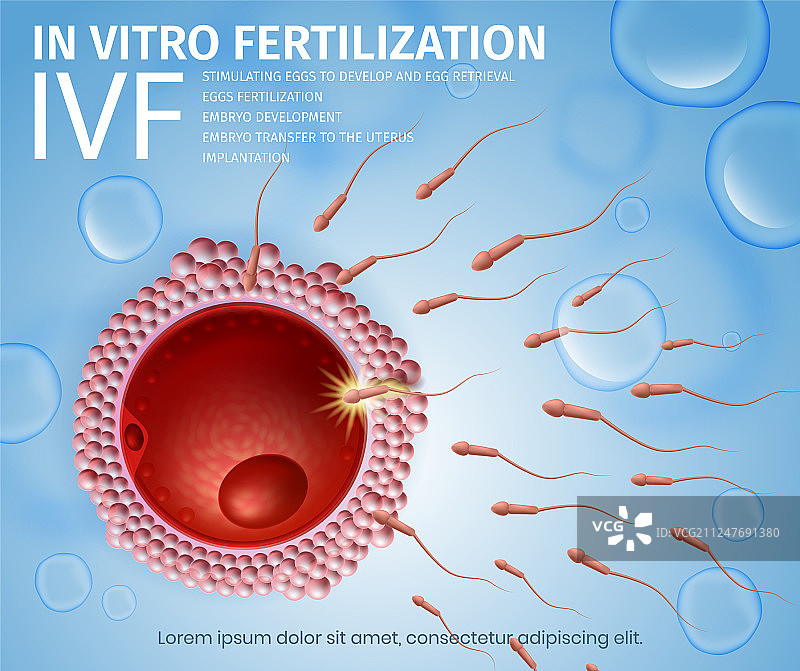 精子细胞流向女性卵子图片素材