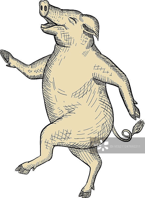 跳舞的快乐小猪复古彩色画图片素材