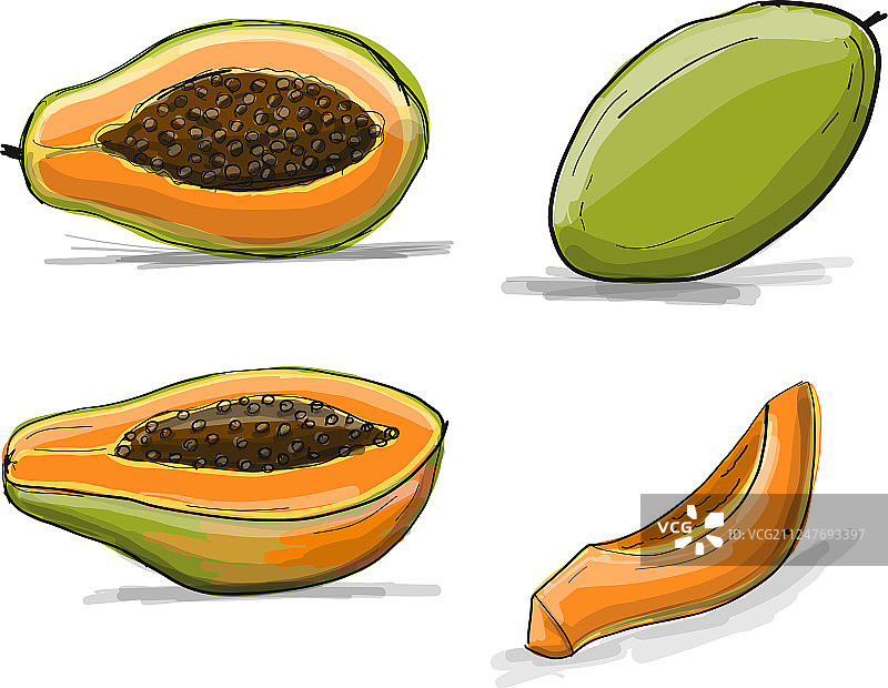 木瓜设计草图图片素材