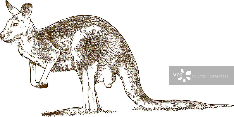 灰色袋鼠雕刻图片素材