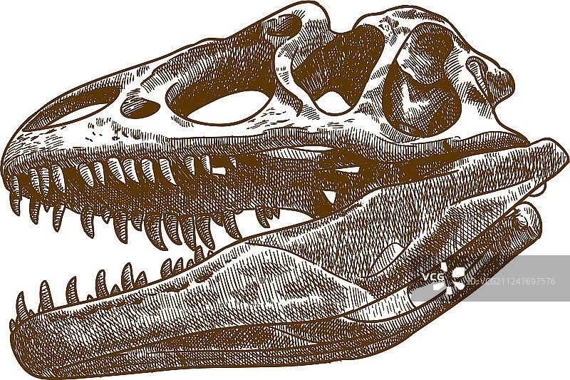霸王龙骨骼雕刻图片素材
