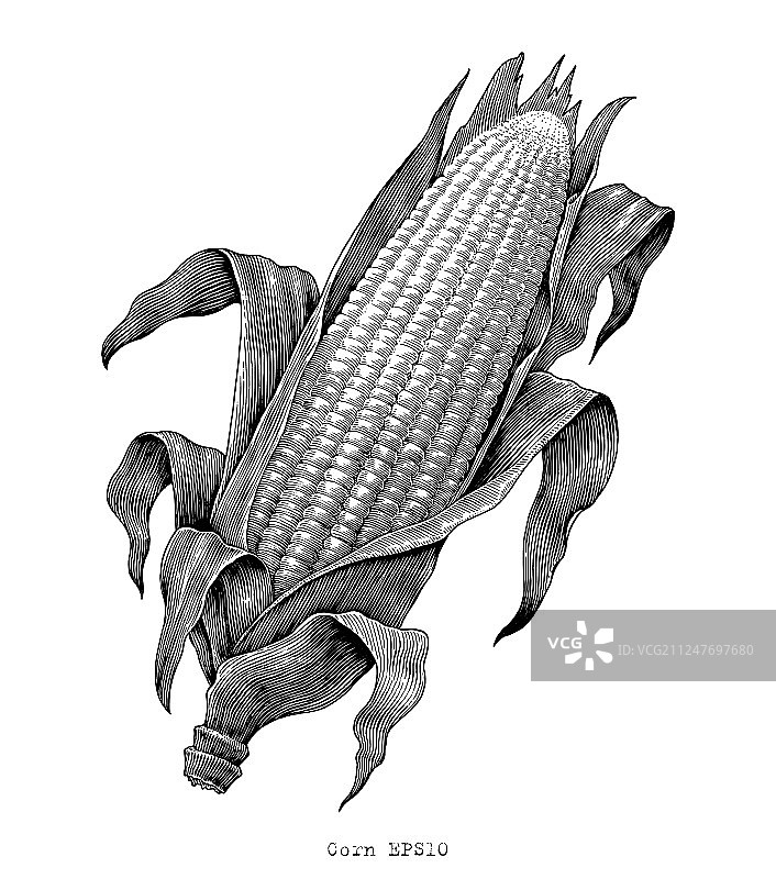 手绘复古玉米雕刻图片素材