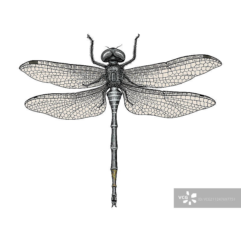 蜻蜓手绘复古雕刻图片素材