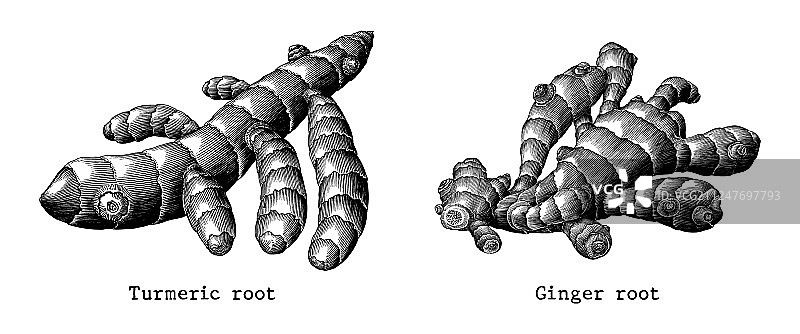 姜根和姜黄根植物手绘图图片素材