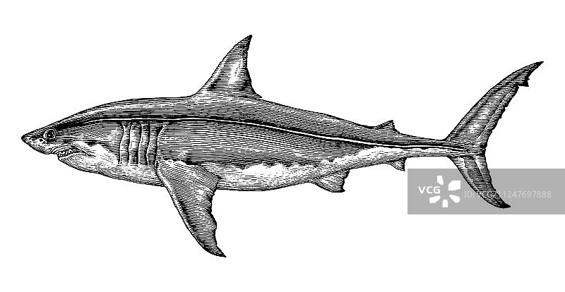 手绘复古风格大白鲨图片素材