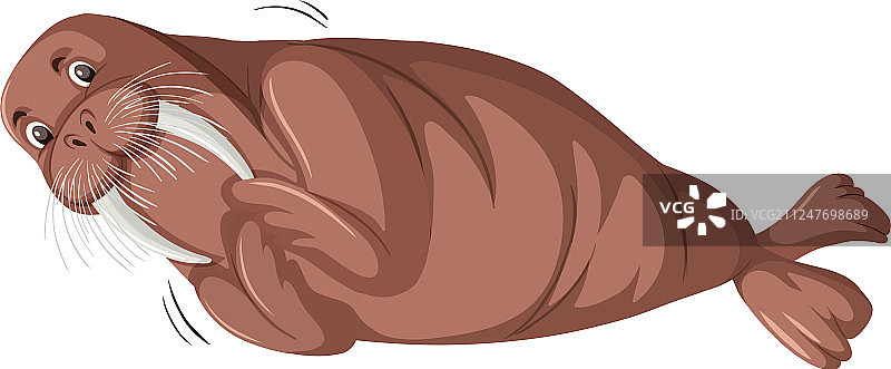 白色背景上的海象图片素材