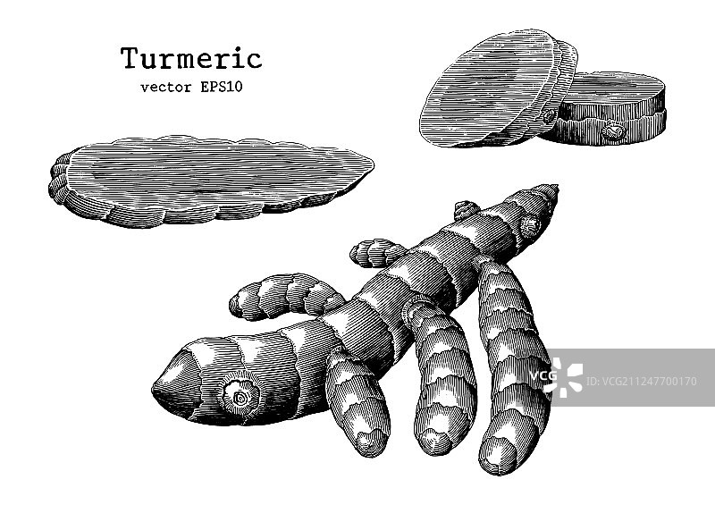 姜黄根复古手绘图片素材