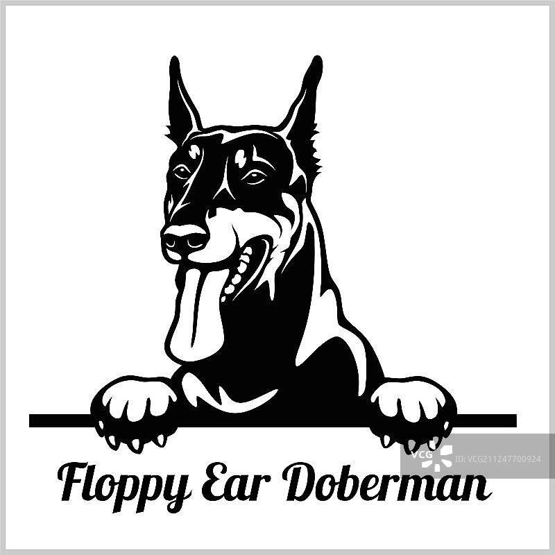 耷拉着耳朵的杜宾犬 - 偷看的狗 - 品种面部图片素材