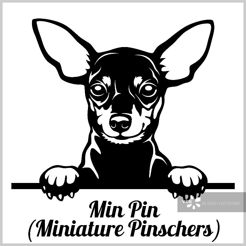 迷你品犬 - 可爱的宠物狗 - 品种面部头像图片素材