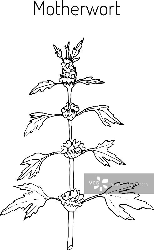 益母草图片素材